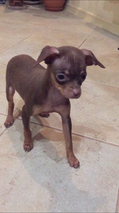 Девочка той