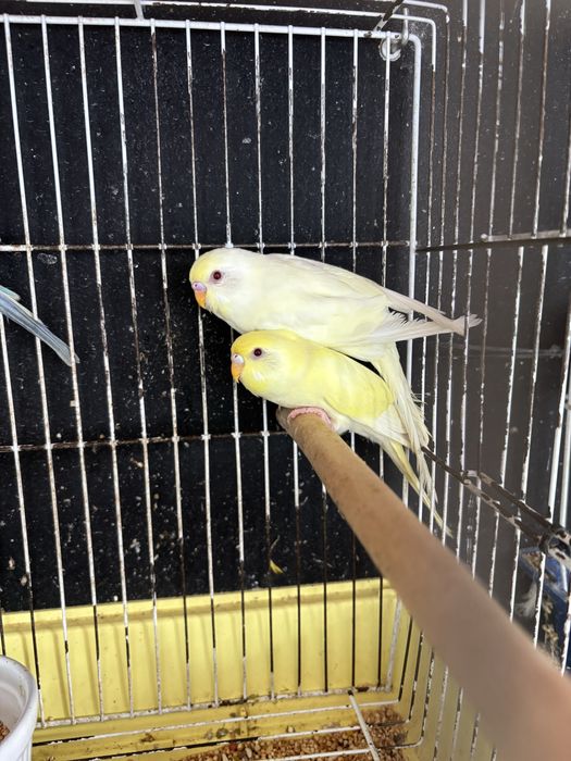 Periquitos varias mutaçoes