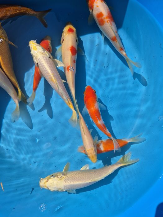 Carpas koi 16/22cm