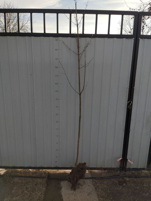 Кизил видубецький, світлячок, ранній