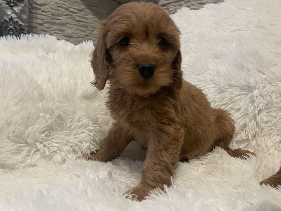 Cockapoo szczeniaki