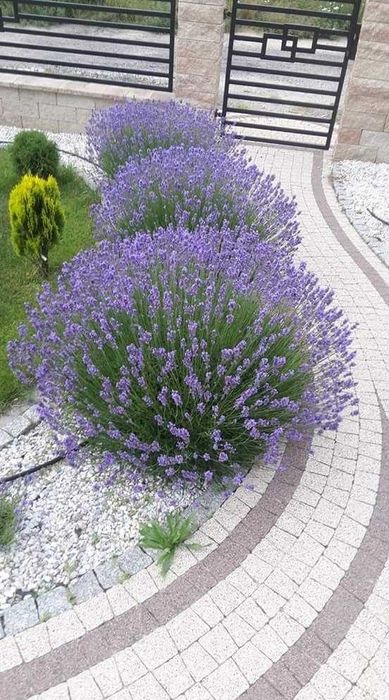 Лаванда вузьколиста «Королівська»  — ароматний Прованс у вашому саду