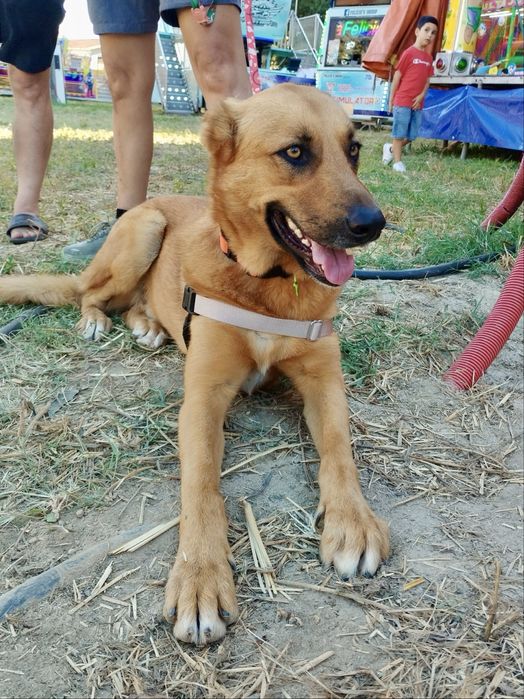 Machos de 1 ano e meio para adoção responsável