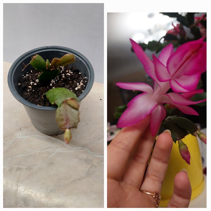 Різдвяники шлюмбергера вкорінені