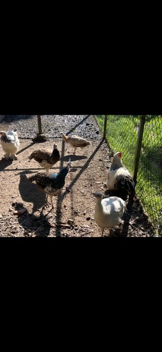 Pavoes e faisao macho temminck