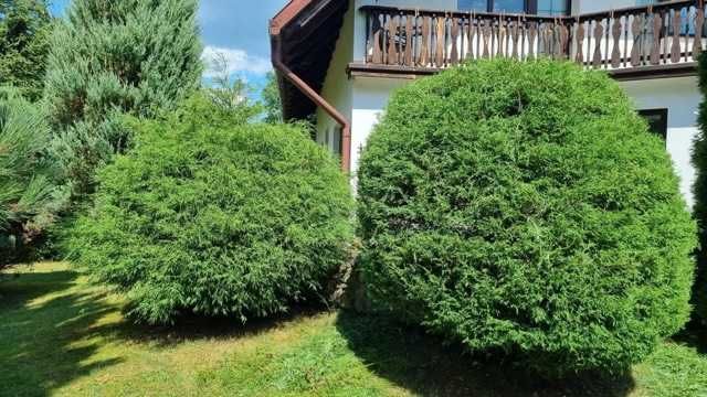 Cięcie i formowanie drzew owocowych. Pielęgnacja ogrodów  prace ogrodo