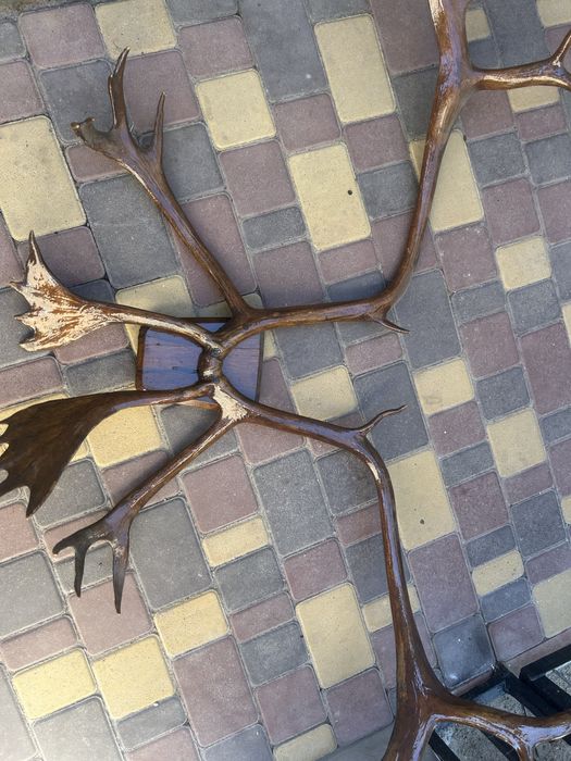 Продам оленье рога