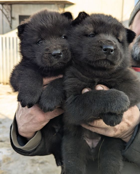 Продам цуценят! .