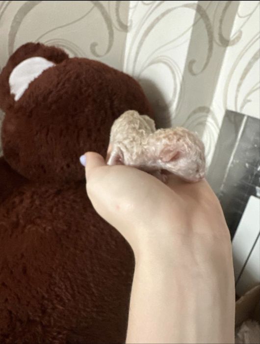 Девон рекс бронь