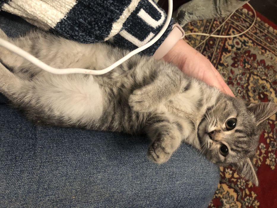 Віддам котика.
