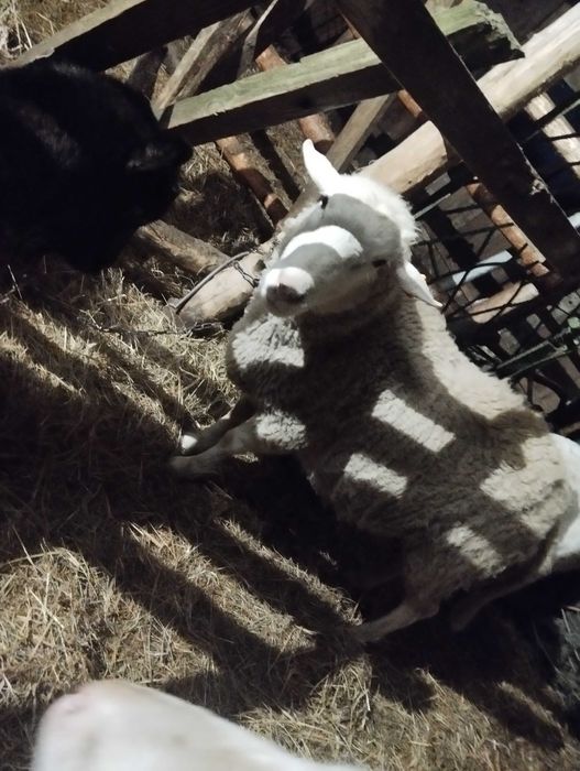 Mam na sprzedaż barana