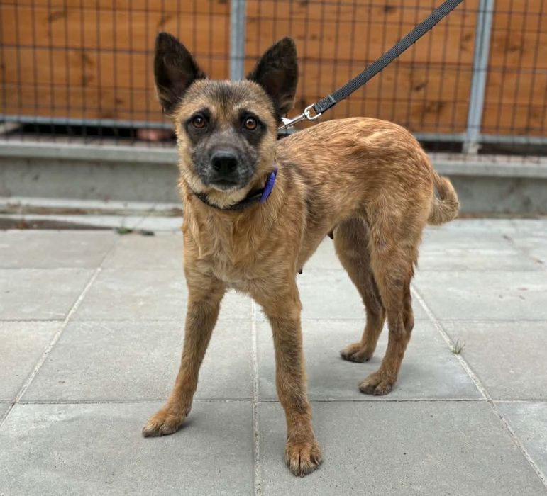 KOJOTKA,2 lata adopcja za darmo