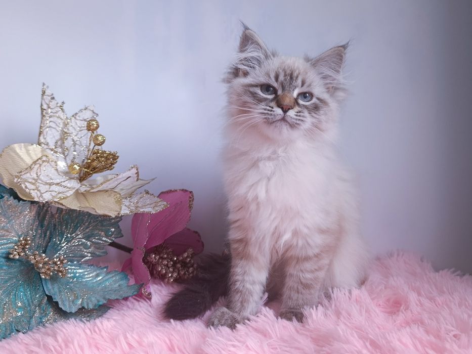 Мила клубна невська маскарадна дівчинка Blanche