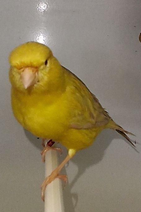 Canários Satinés amarelos 2025