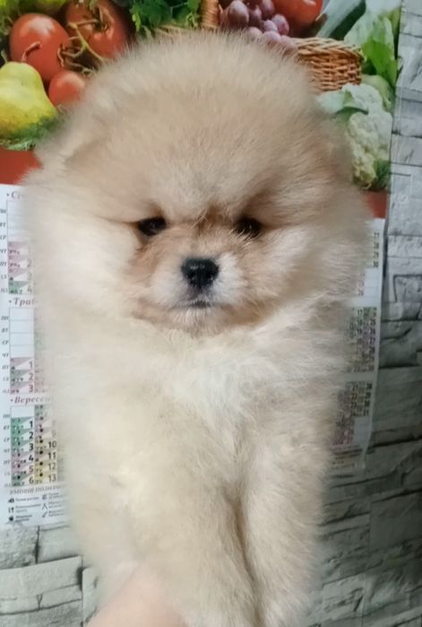 Крутий хлопчик шпіц