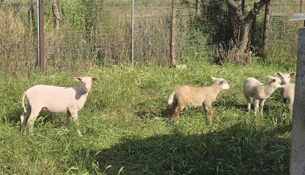 10 Ovelhas Inra 401