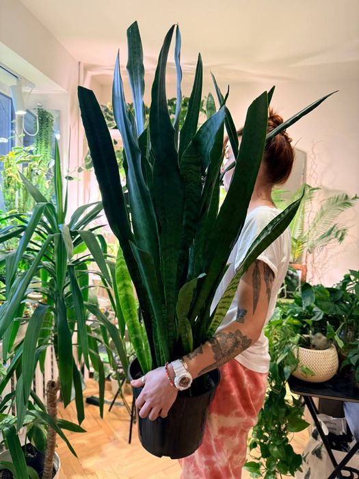 Сансев'єра, сансевієрія, тещин язик, рослина, вазонок