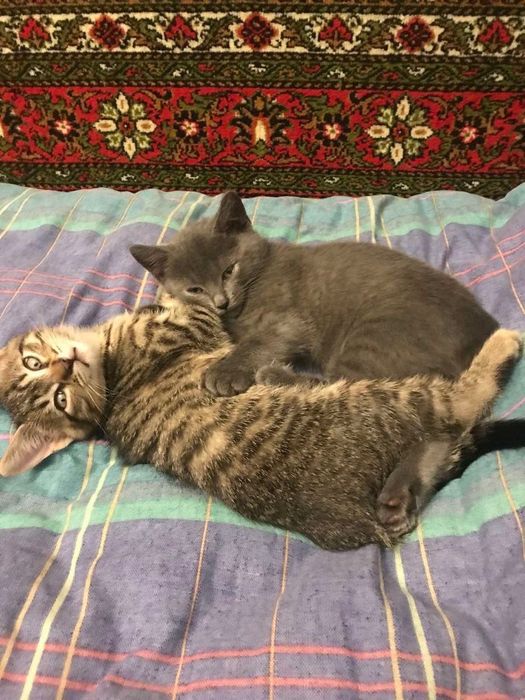 Котики котята отдам котенок