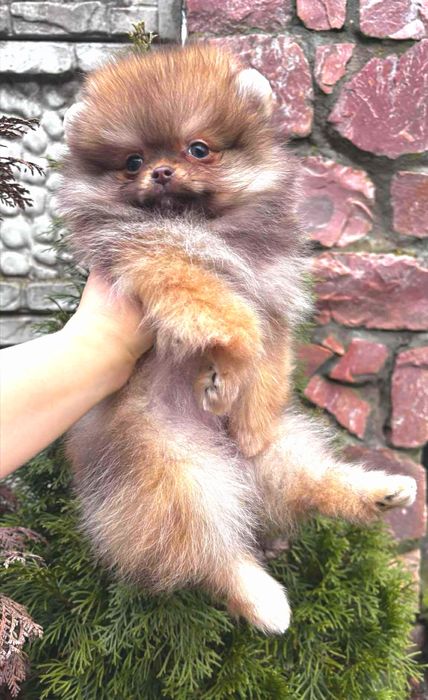 EXCLUSIVE! ШИКАРНА помераночка оранж шоколадного окрасу 2.5 міс.