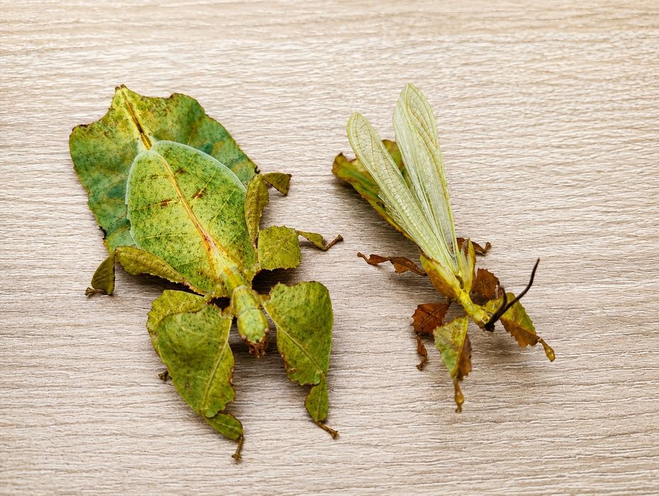 Liśćce, Pulchriphyllium Pulchrifolium