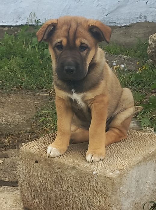 Цуценята безкоштовно