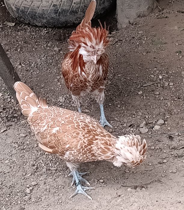 Casal de Paduanas