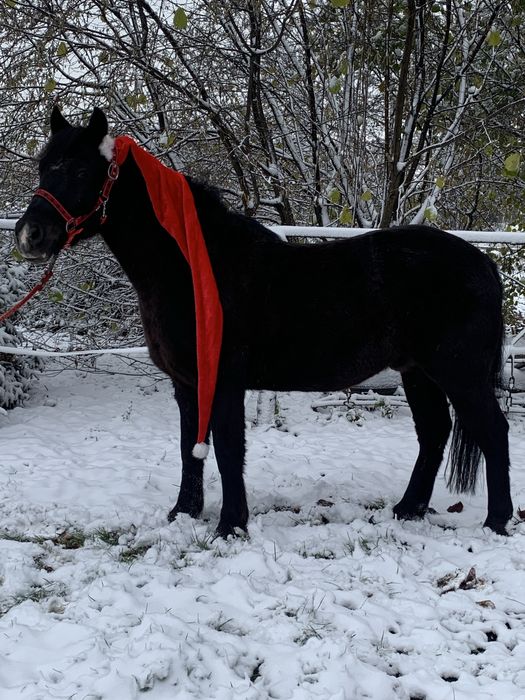 Wspaniały kuc feliński ze sprzętem