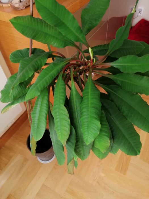 Wilczomlecz białounerwiony duży 90 cm Madagaskar