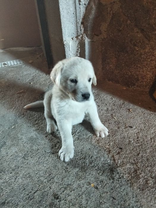 Para doação  estes2 patudos de porte grande para quinta   cães de guarda