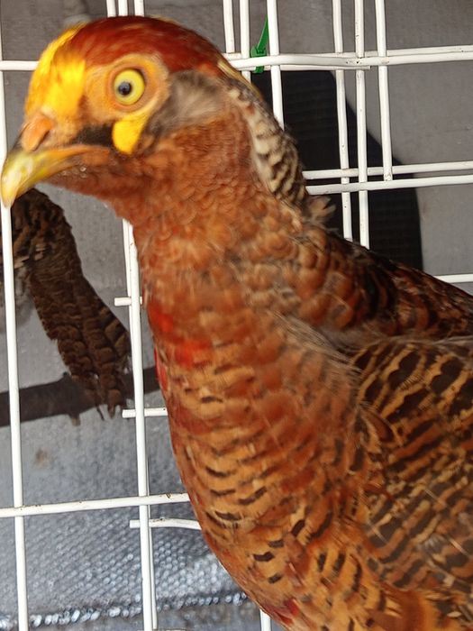 Faisão dourado saudável