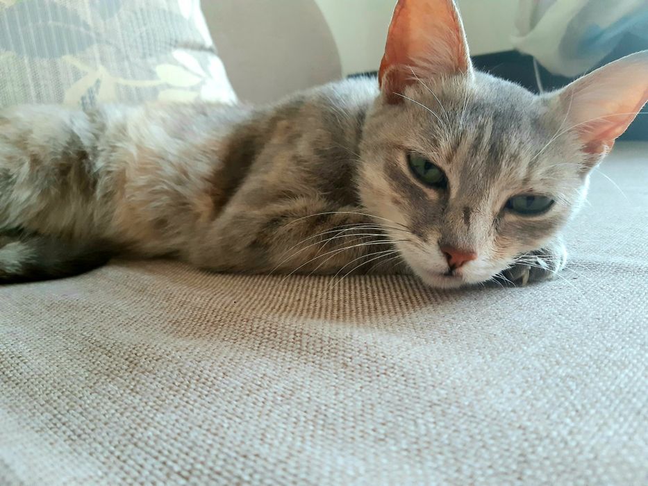 Подарую красуню-кішечку