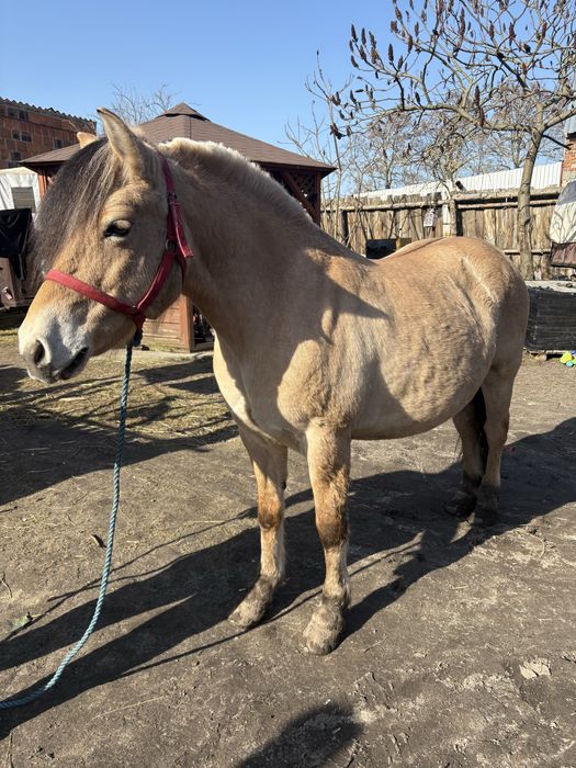 Fiord Klacz Sprzedam