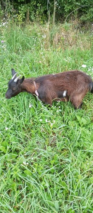 Продам молоду козочку