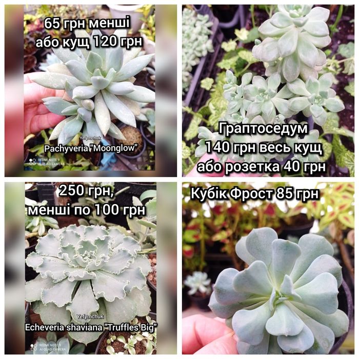 Кімнатні сукуленти