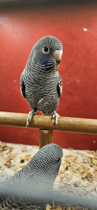 Papuga papugi faliste blackface