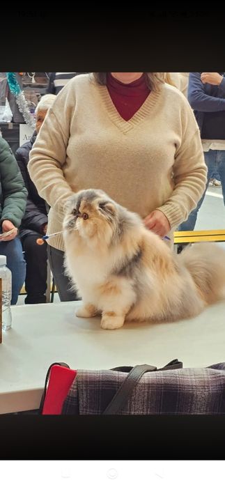 Macho persa com pedigree
