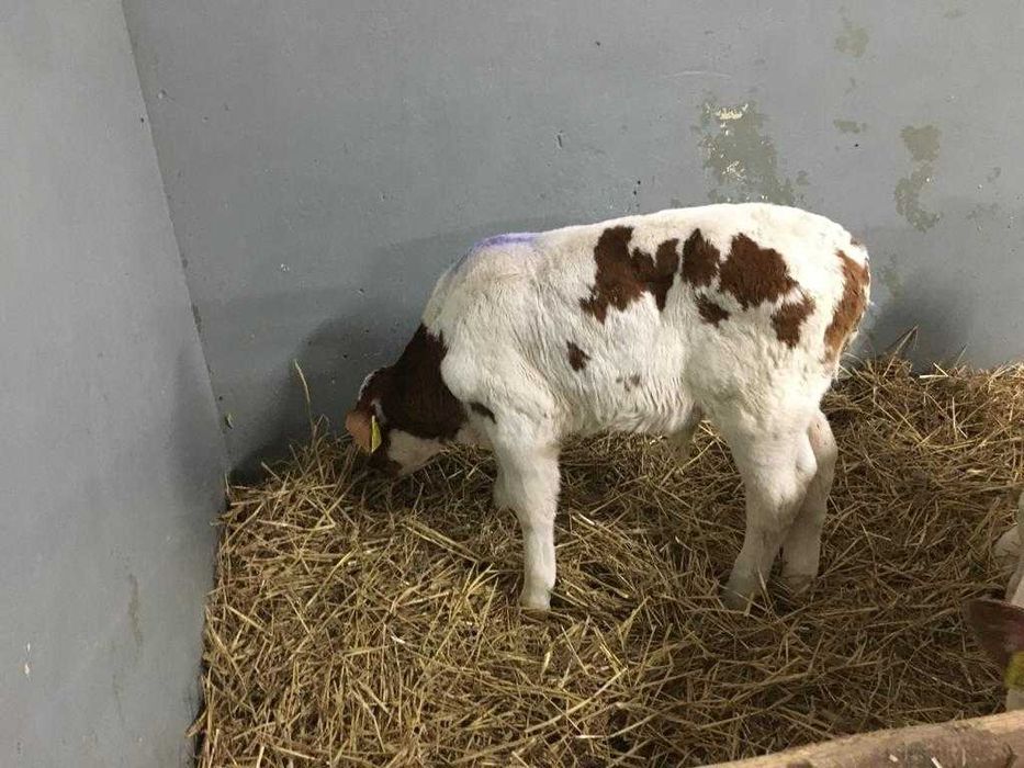 Byczki cielęta mięsne