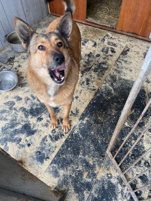 Стерелізована дівчинка Люся терміново шукає дім