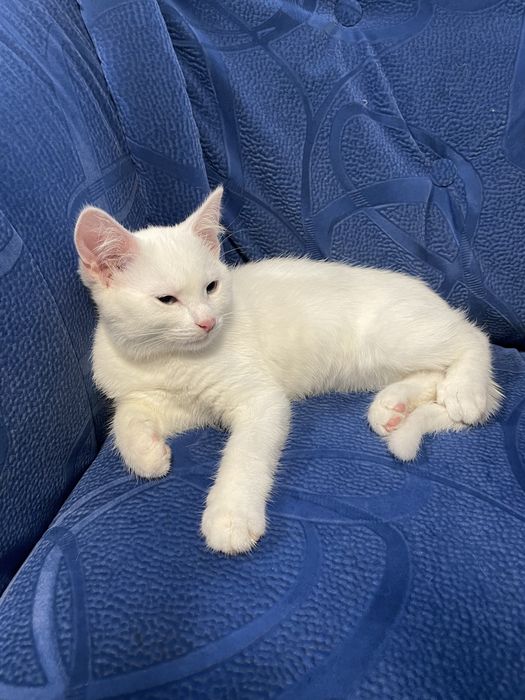 Віддам біле кошеня з блакитними очима
