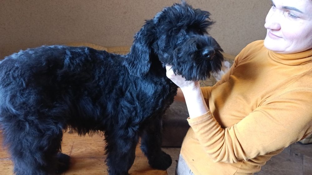 Щенки  Русский черный терьер