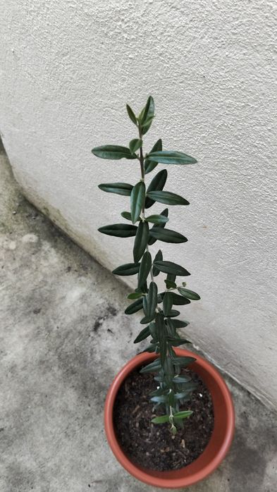 Oliveira em vaso