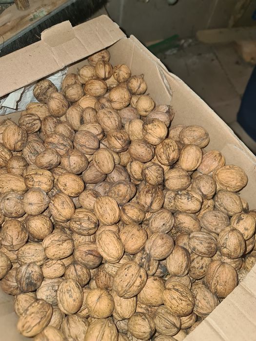 Orzechy włoskie tegoroczne