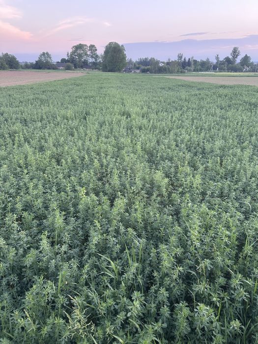 Продам тюки люцерни | Якісна,Суха, чиста, поживна