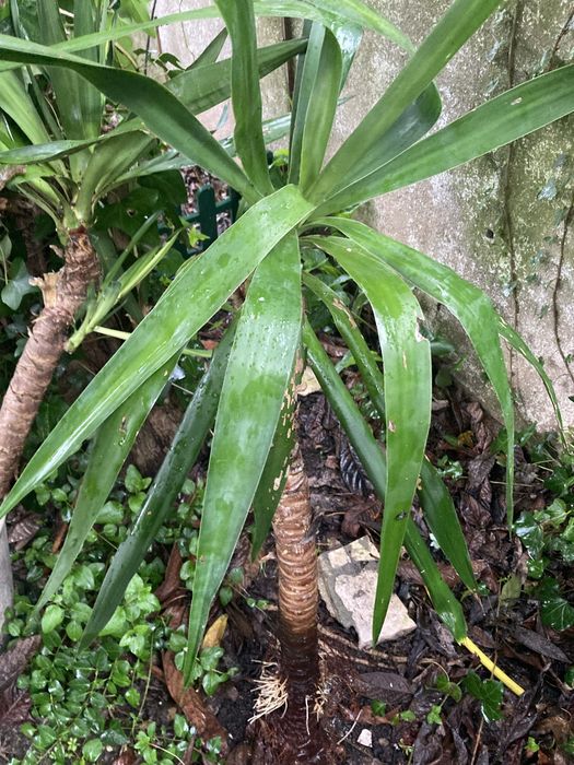 Yucas vários tamanhos