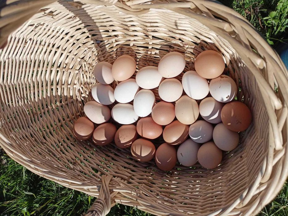 JAJKA swojskie WIELKIE niska cena DOWÓZ