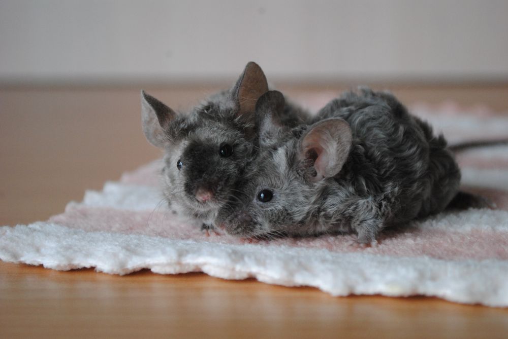Мышки. Декоративная мышь. Мышата. Рекс