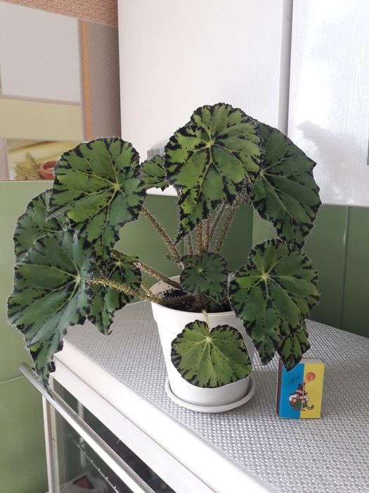 Цветы для дома и для офиса.