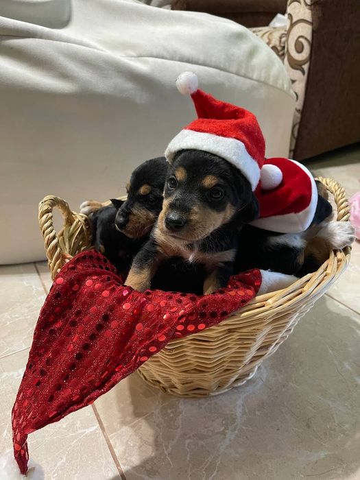 Такса / фокстер'єр