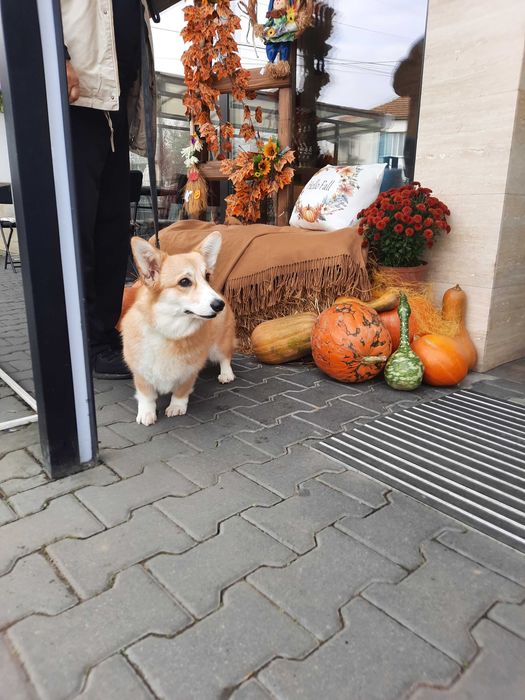 Вельш корги пемброк подрощенная сука