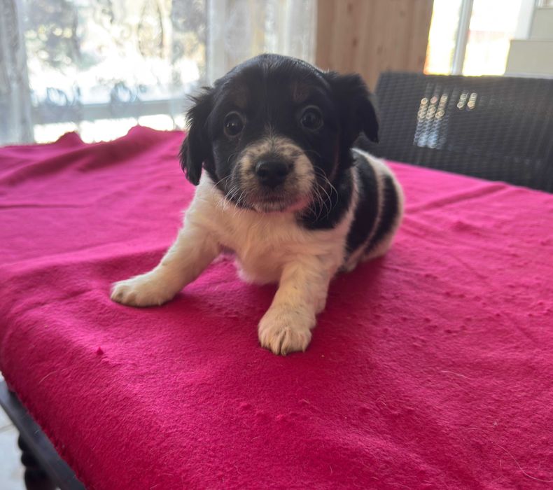 Jack Russell Terrier - suczka